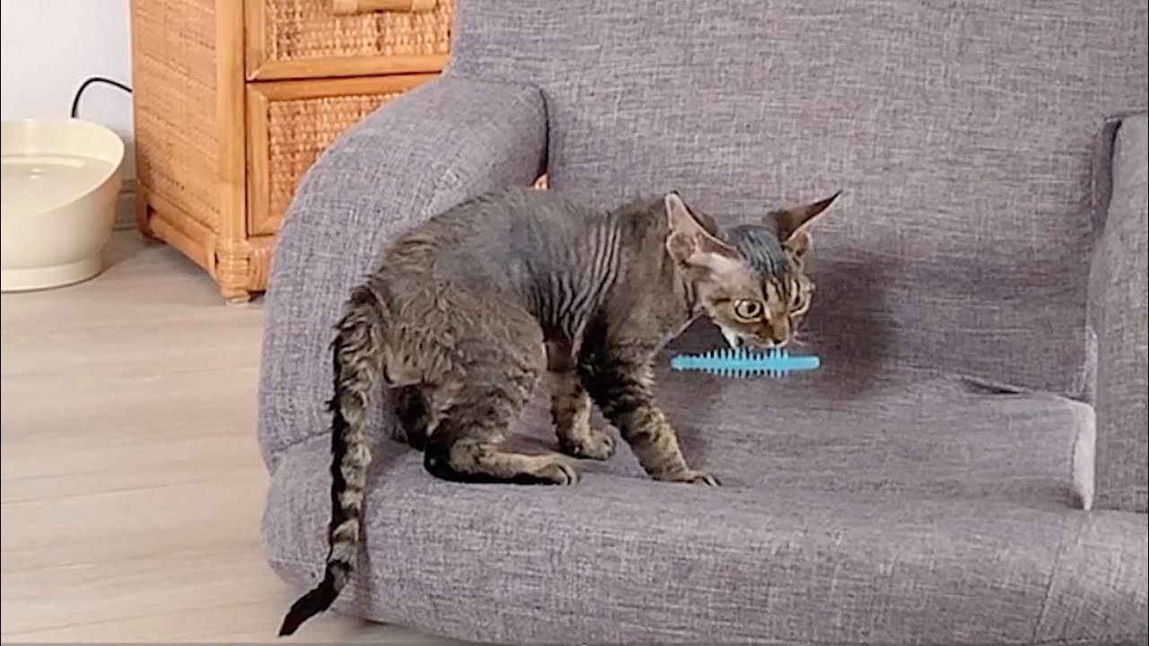 噛み噛みおもちゃで遊ぶデボンレックス子猫です(Devon Rex kitten playing with a dental care toy)