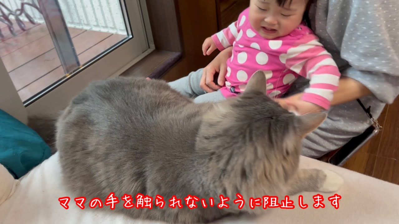 ママを独占したい赤ちゃんから嫉妬を受ける猫達　ノルウェージャンフォレストキャット　Cat gets jealous from baby who wants to monopolize mom