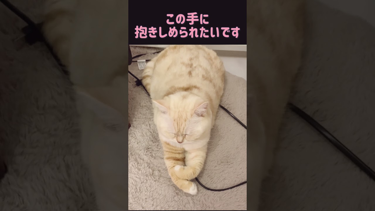 【スコティッシュフォールド】レモンちゃんの手が可愛すぎる
