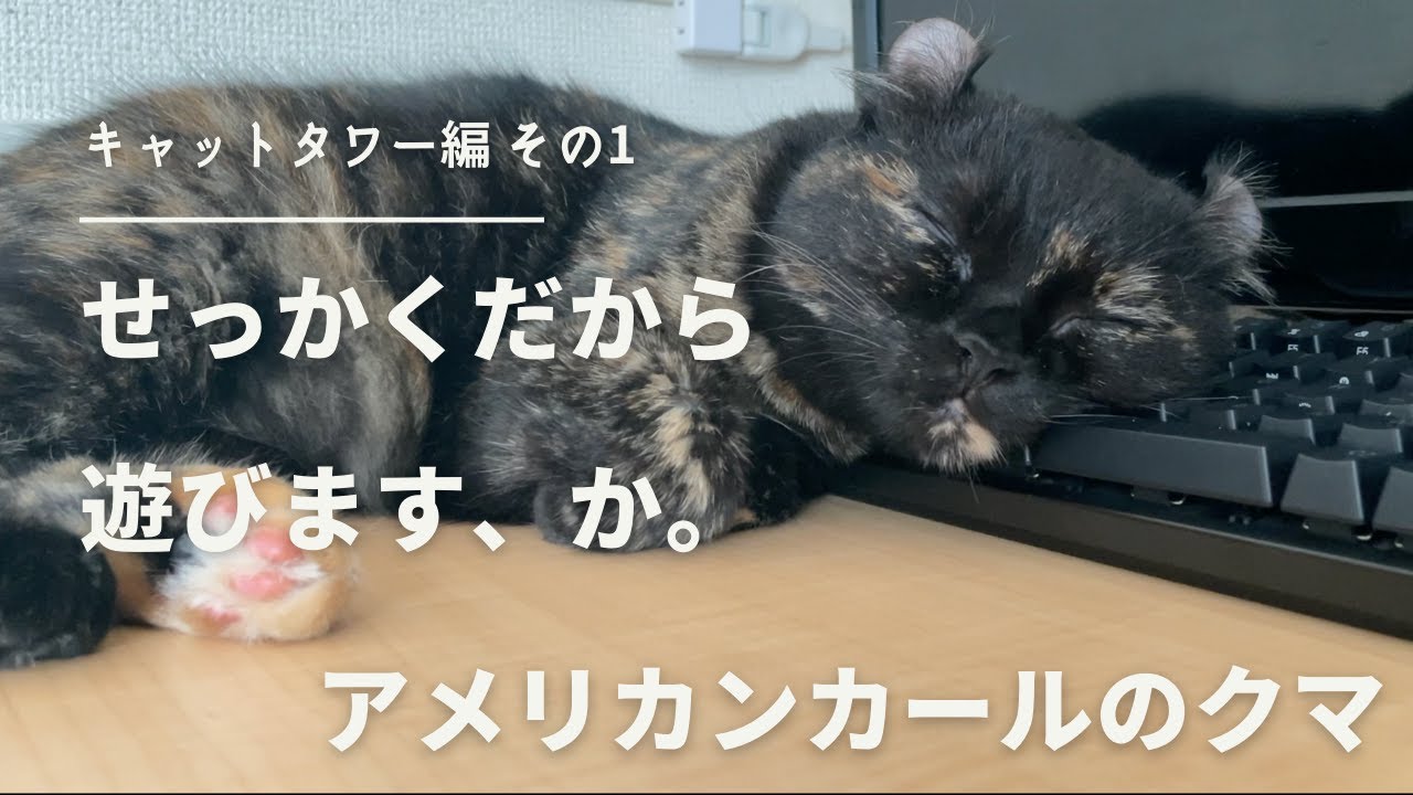 [アメリカンカール ]キャットタワーがキタ！臆病なウチの猫は遊んでくれるかな？