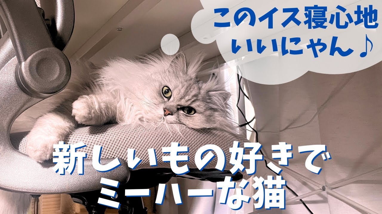 新しいもの好きでミーハーな猫｜ラガマフィンのラガさん
