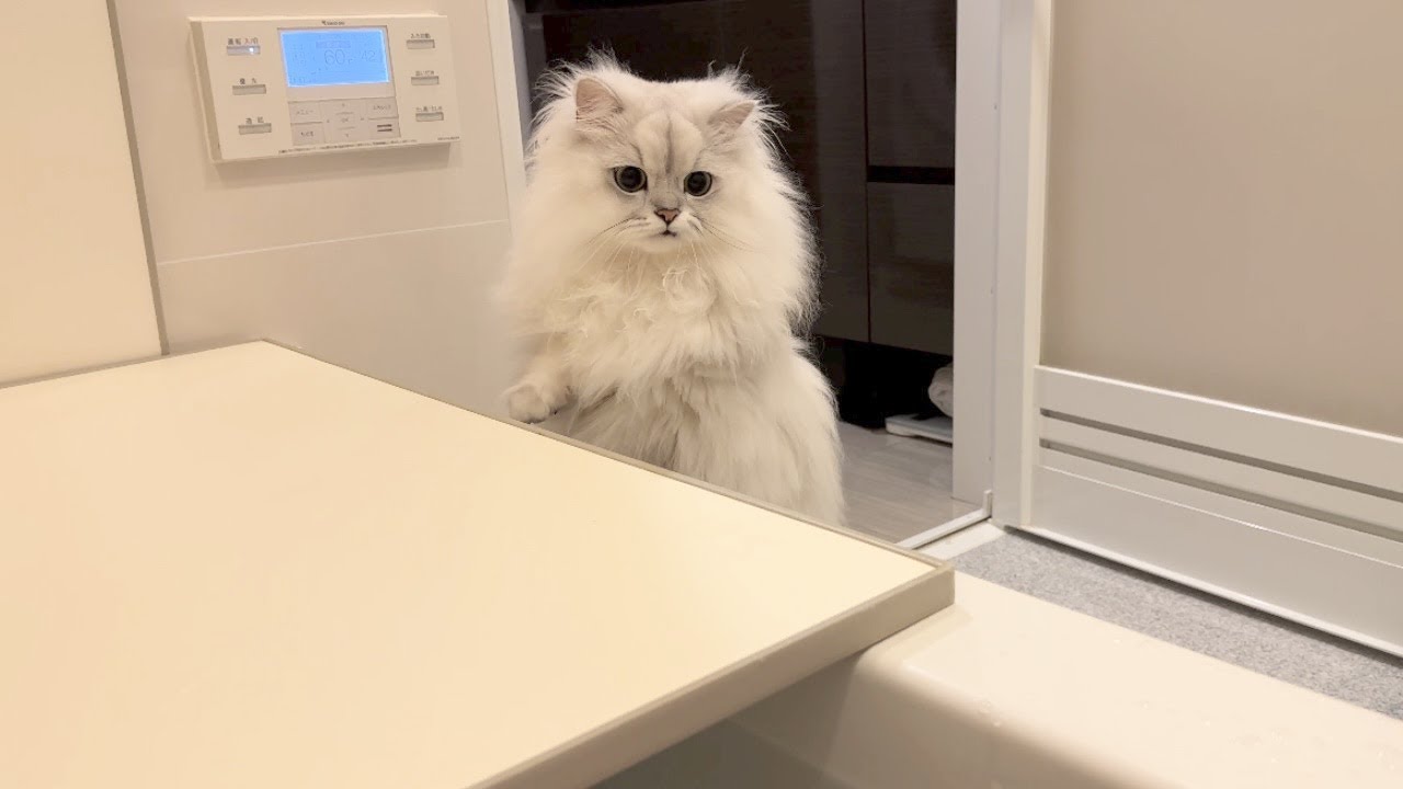 寂しくてお風呂までついてきちゃった猫