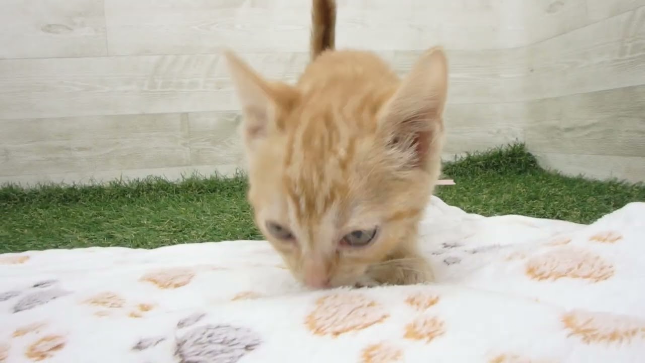 00622411 アメリカンショートヘアー