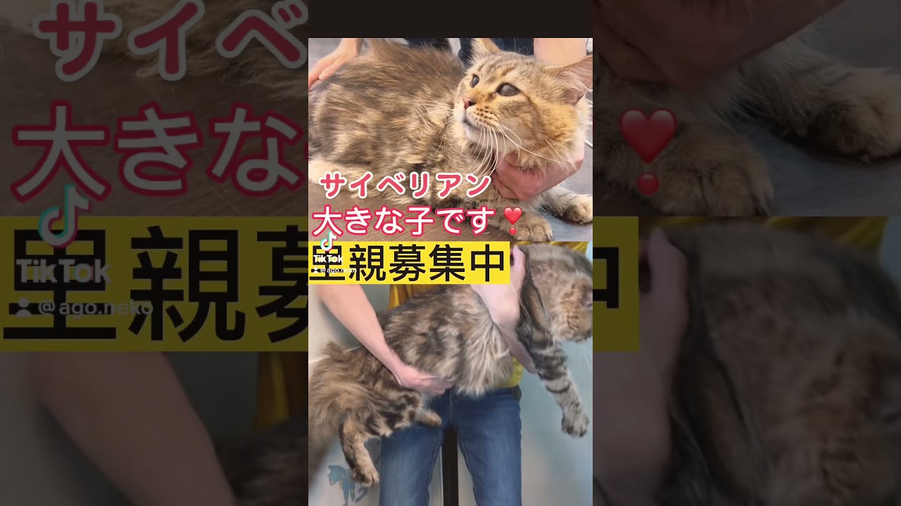 とっても大きな子です、甘えん坊な性格の子🐈⸒⸒⸒⸒😊 #サイベリアン #成猫 #里親募集中子猫アゴはネコ #大型ねこ