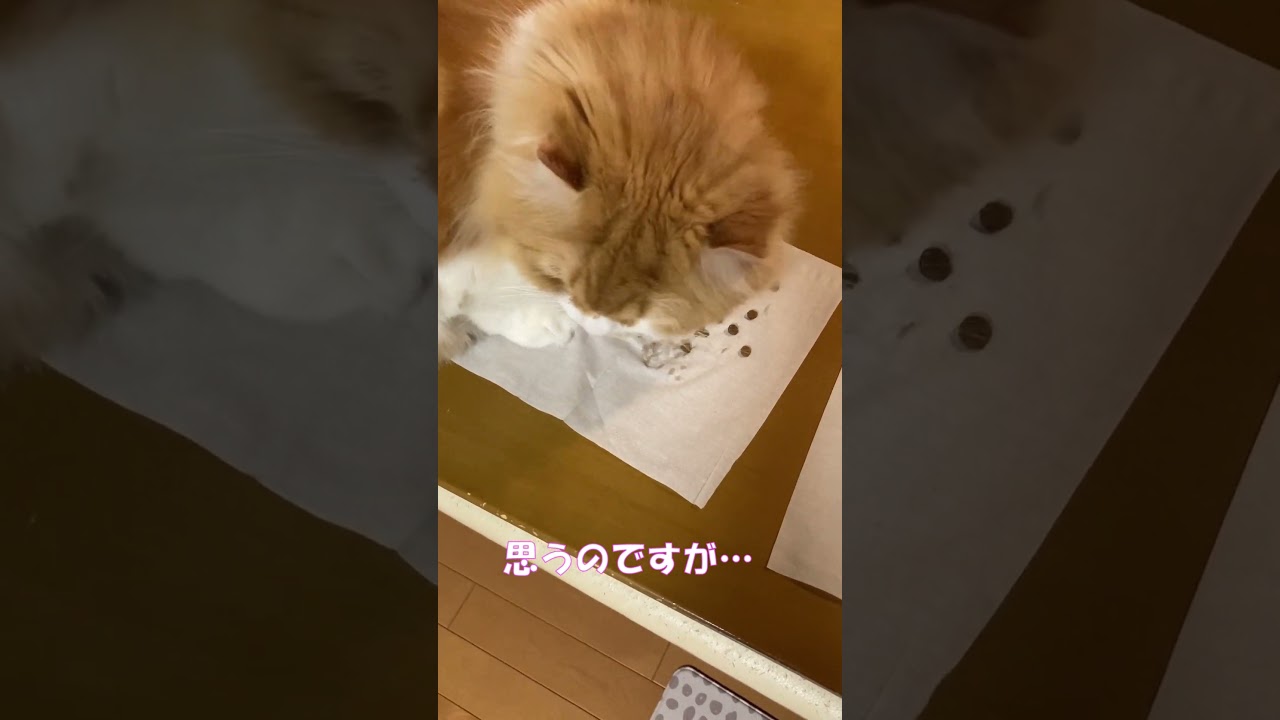 食べ過ぎちゃう太っちょ猫 #shorts  #猫 #アメリカンカール #cat
