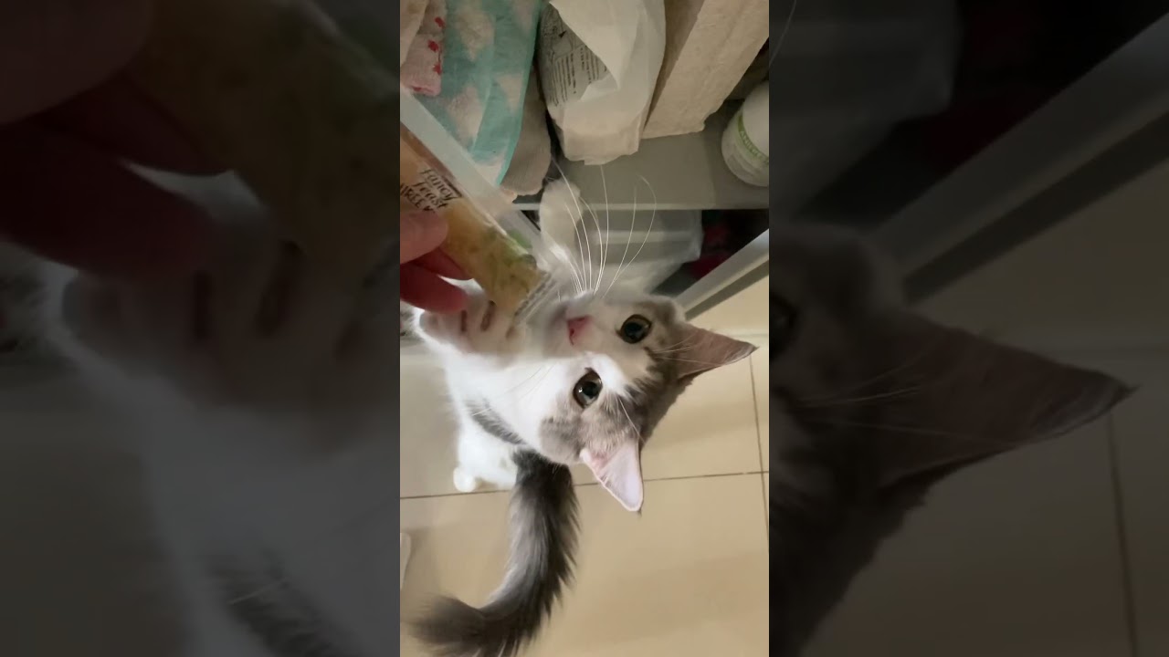 背伸び🐾お手手パァ💗ちょーだいね♪ #猫と海外移住 #malaysialife #ノルウェージャンフォレストキャット