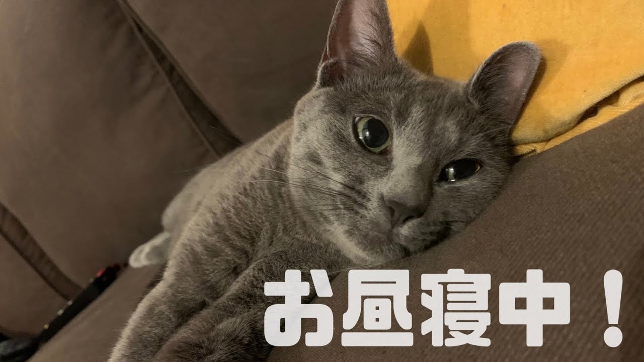 【猫】お昼寝中の猫を撫でてたらキレられた
