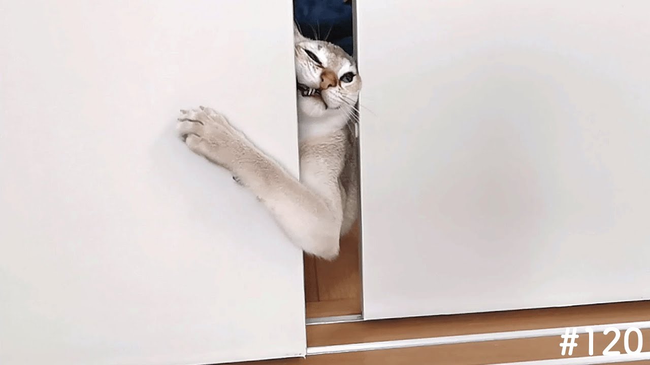 【執念】絶対にアイスを食べたい子猫がこちらです…【シンガプーラ】