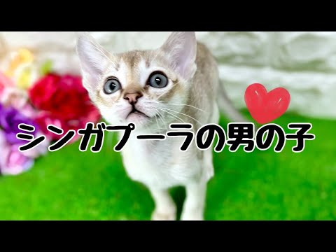 シンガプーラの子猫　（平野瓜破）