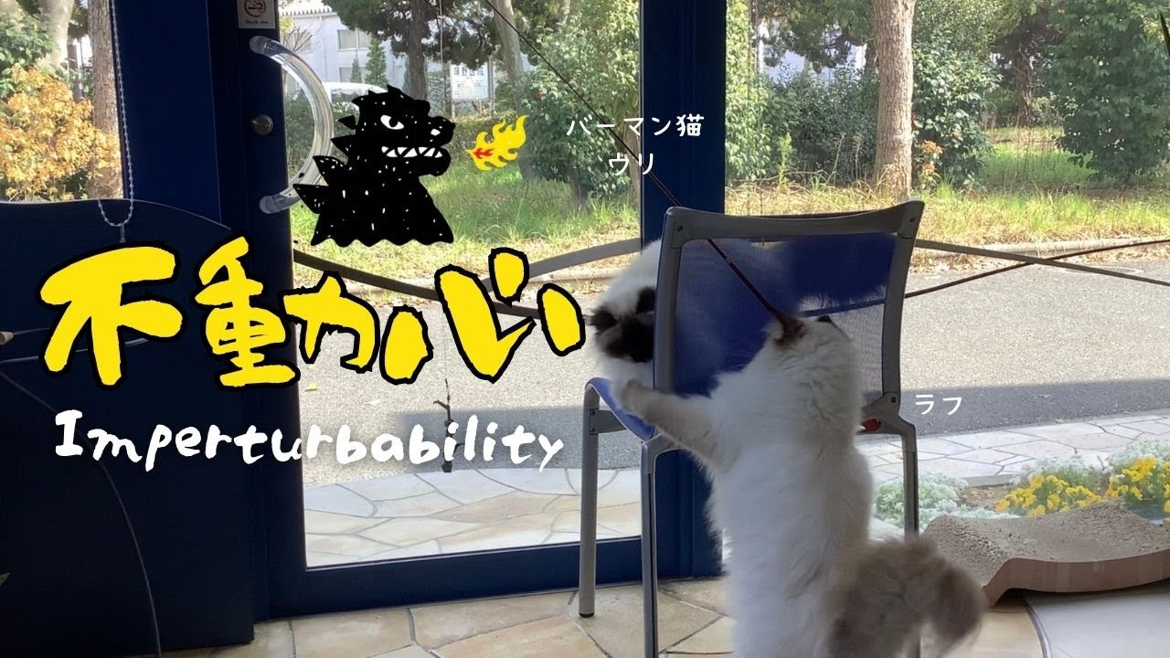 バーマン猫ウリとラフとミカ【不動心】Imperturbability（バーマン猫）Birman/Cat