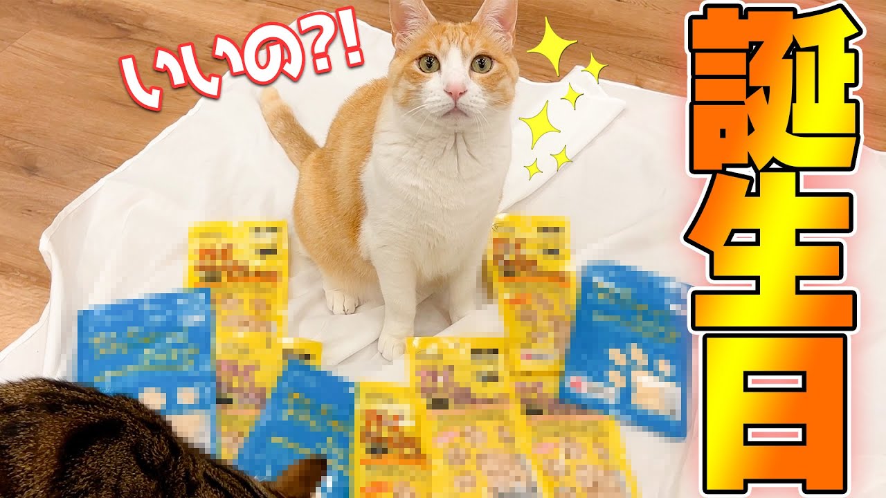 食べるのが大好きな猫の誕生日に大好物をプレゼントしたら反応が可愛すぎたwwwww