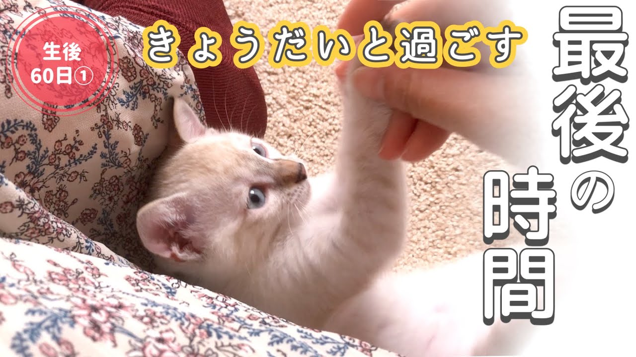 最小未熟児子猫しょうちゃんの旅立ちの朝【生後60日目前編】【未熟児子猫成長日記】