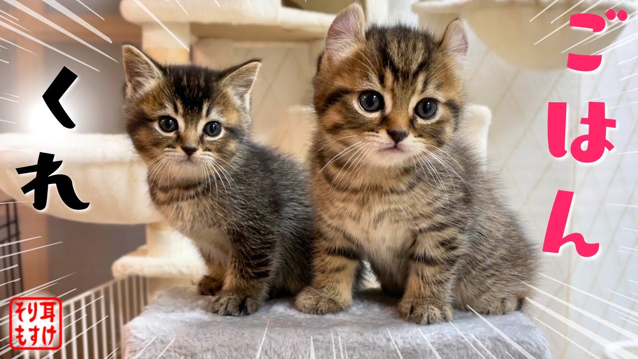 やんのかステップを初披露した子猫の「ご褒美くれ圧」が可愛すぎるｗ
