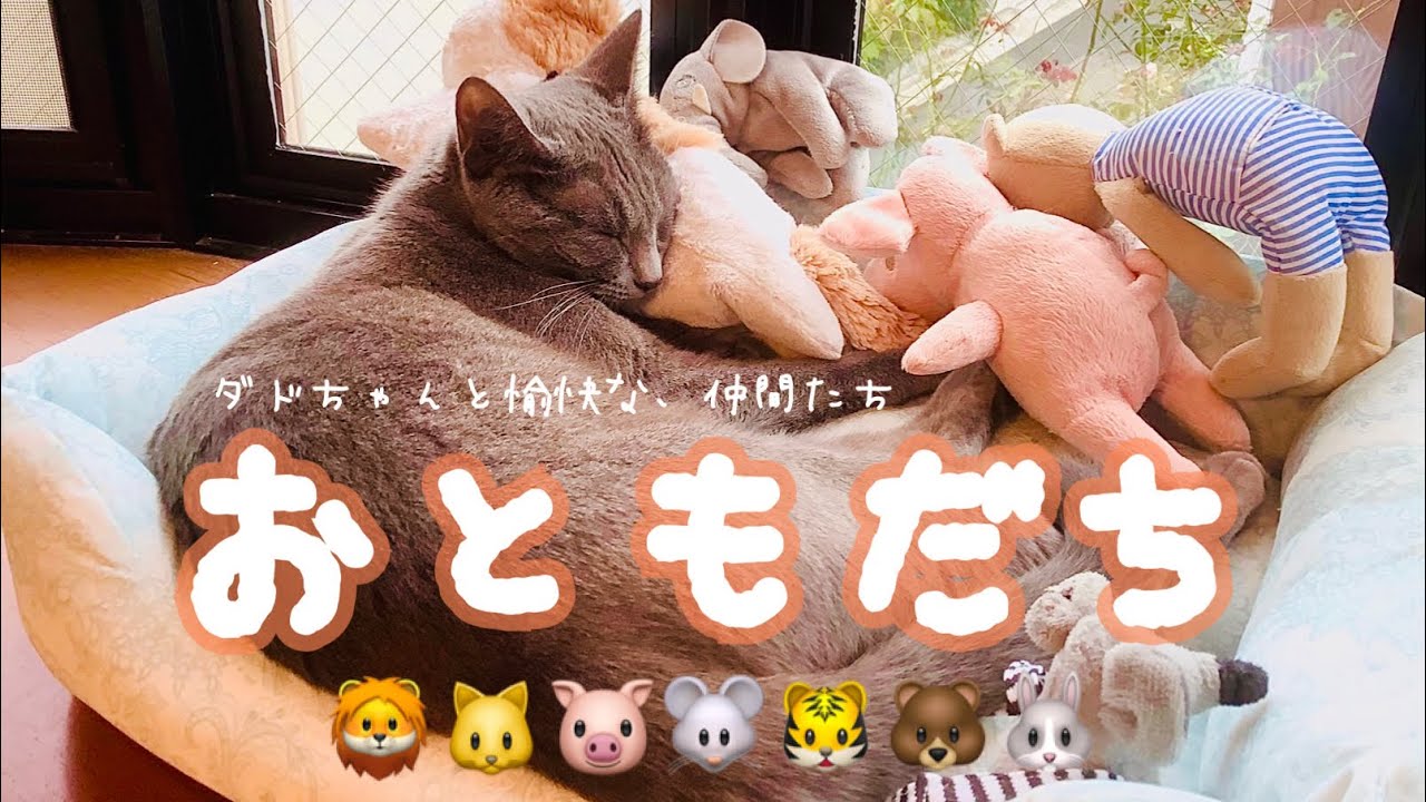 【猫】ライオンと戯れるねこ〜Cat playing with a lion〜