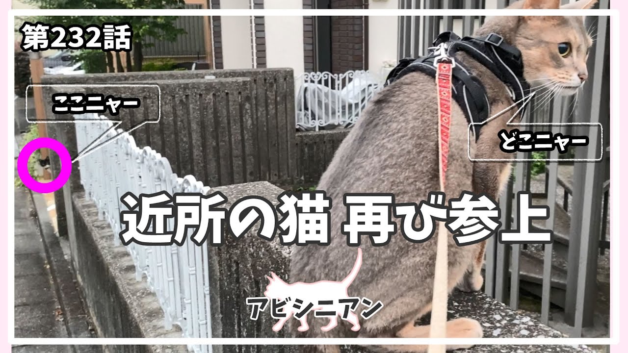 [232話] (アビシニアン) 毎日の猫散歩 Cat walking 近所の猫 再び参上