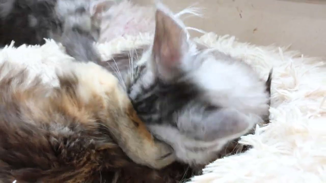 シルバーのメインクーン子猫クリストフ君