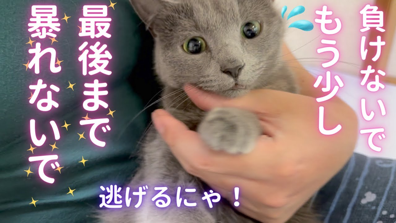 すぐ逃亡したがる猫（ロシアンブルー）