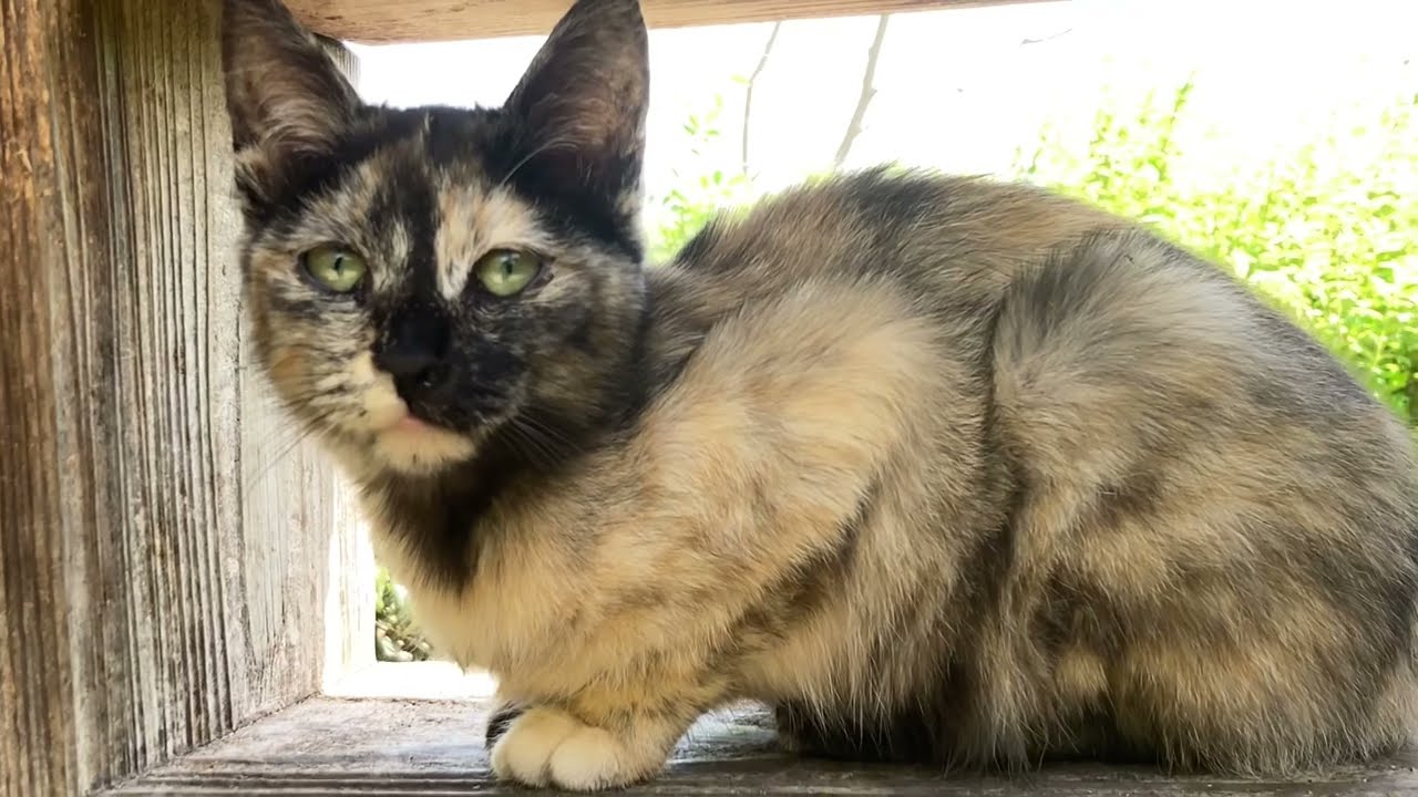 サビ猫の子猫とシャム猫のミックスと