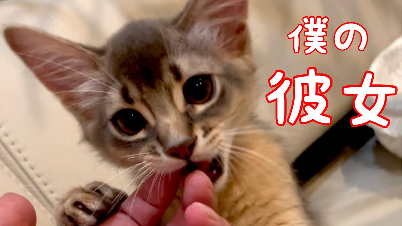 【癒し閲覧注意】僕の彼女たくさん見せちゃう❣️【ソマリ】