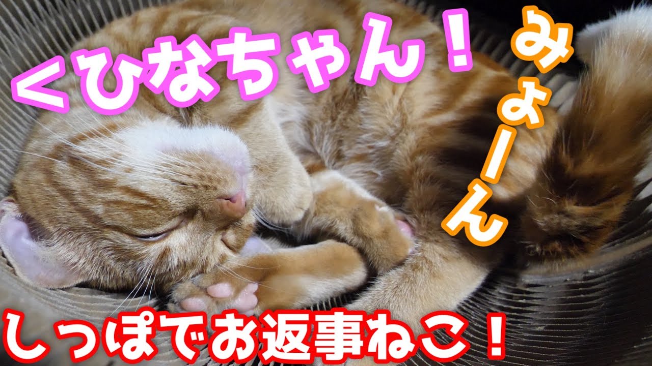 【実写】寝てても尻尾で返事をする猫【マンチカン 猫 / munchkin cat】