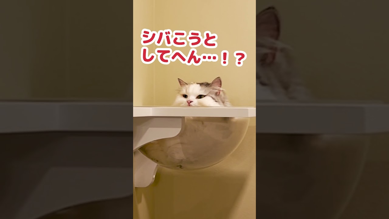 シバかれ寸前の猫 #shorts