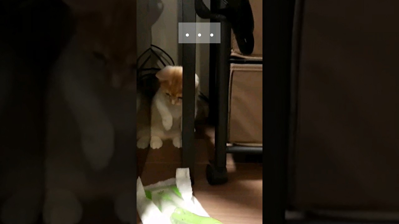 お掃除ワイパーにびっくりして立ちまくる子猫 #shorts #cat #短足猫
