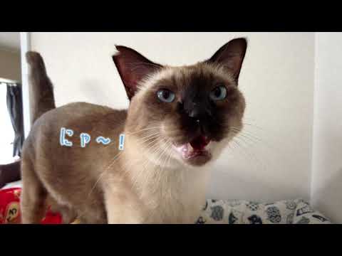 【保護猫】名前を呼ばれたらお返事！賢すぎる元野良の保護猫【シャム猫/シャムミックス】