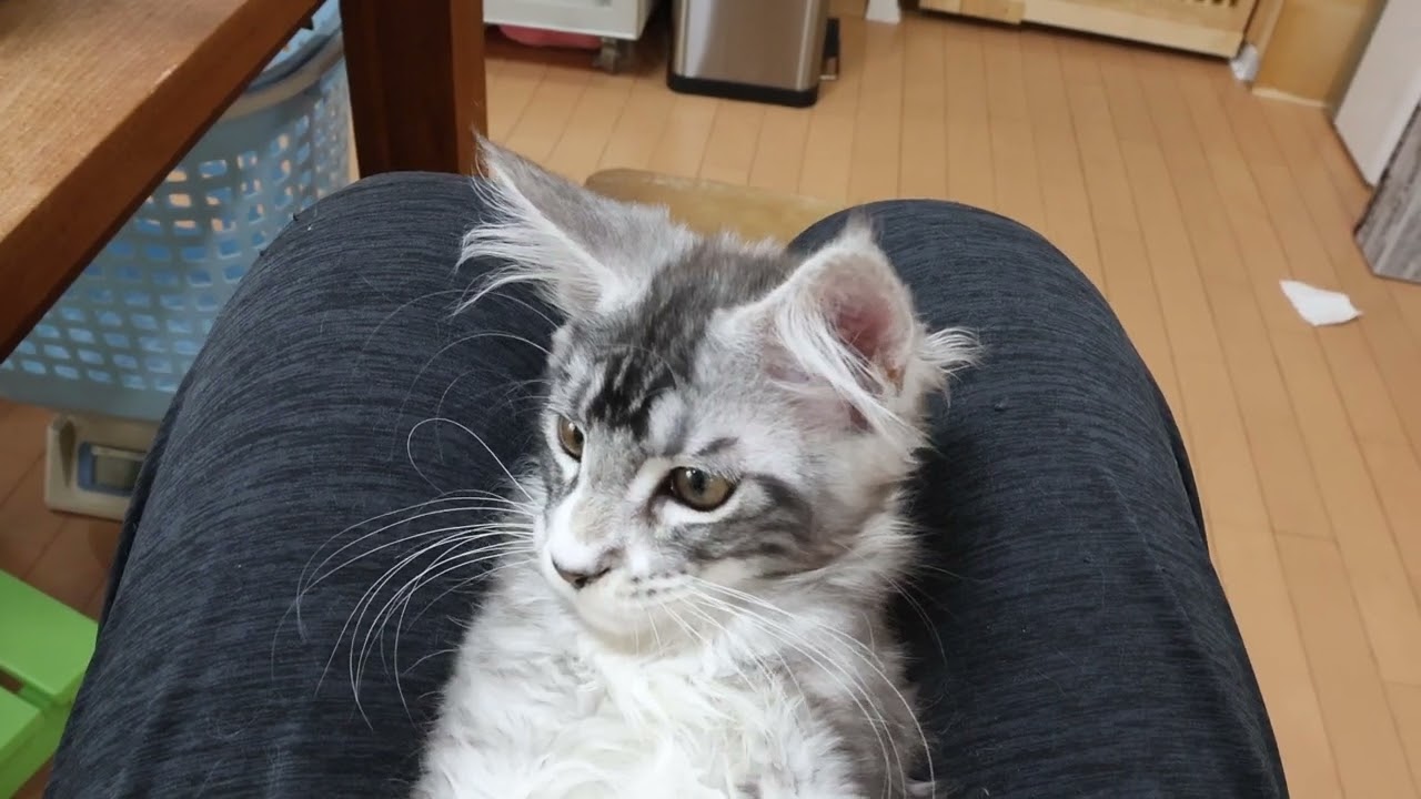 シルバーのメインクーン子猫クリストフ君