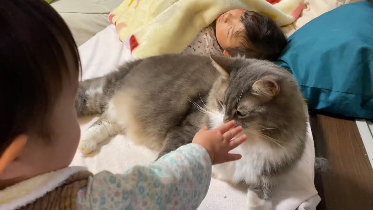 泣き疲れて寝てしまった子供の隣にいる猫　ノルウェージャンA cat next to a child who is tired of crying and has fallen asleep.