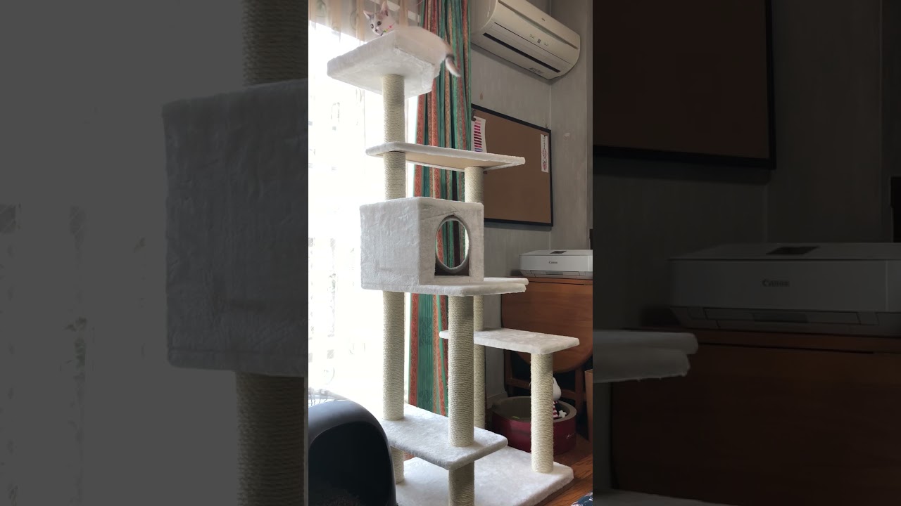 キャットタワーに登れるようになって楽しそうな子猫のぽてと #shorts