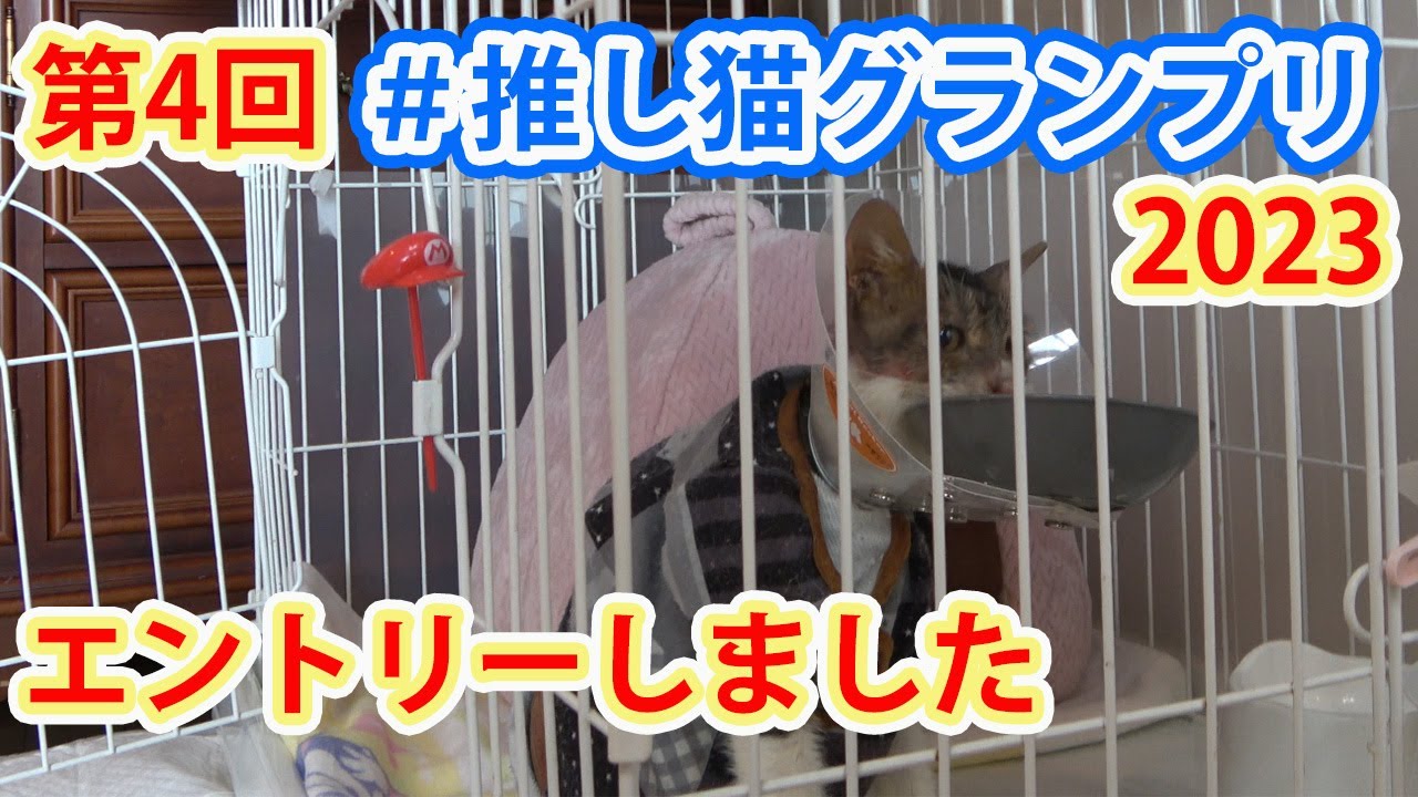 【保護猫】＃266　カラーを付けての食事に慣れたからとは言え、この食べ方は神技！？