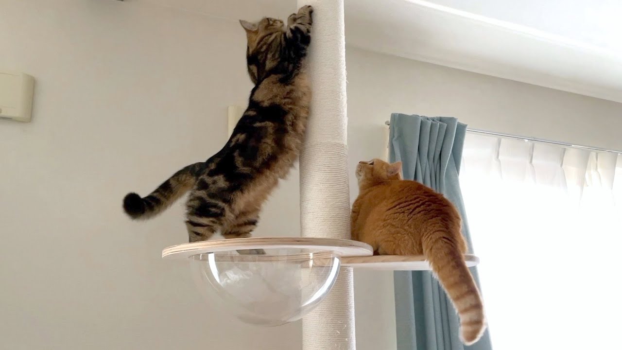 プリンとメルの頂上決戦！？