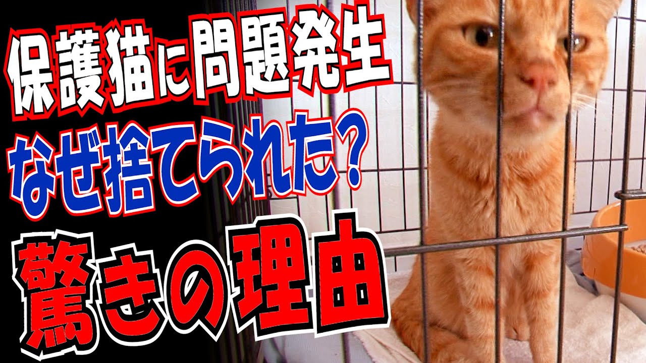 飢えてガリガリの捨て猫を保護…2日目に問題発生！捨てられた理由がわかった!?先住猫との関係は？【緊急事態】食べ過ぎてかわいいゲップ!??