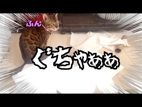 小さな豹にペーパー八つ裂きにされました（多分4回目）