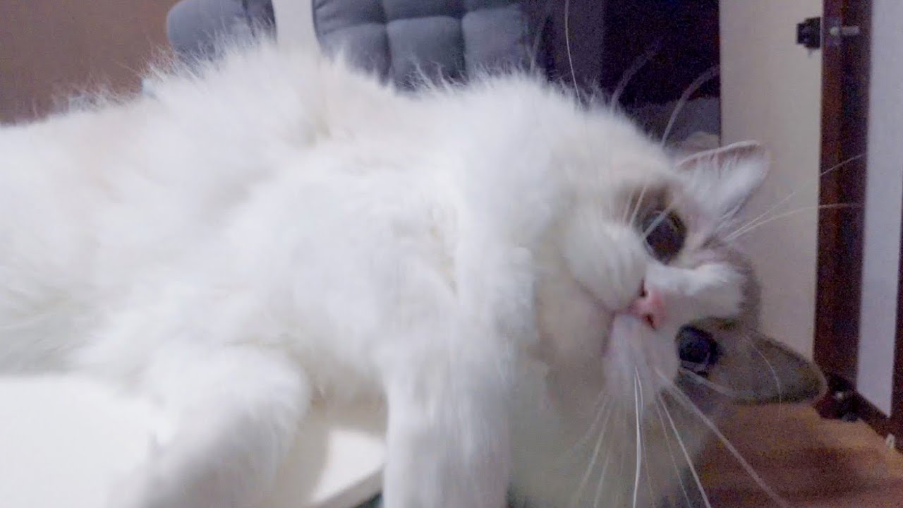 猫を飼うとダメな理由【ラグドール】
