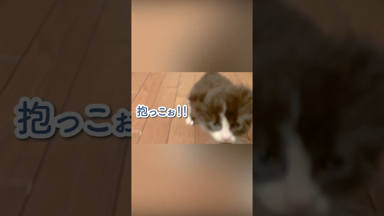 「抱っこぉ」と突撃してくる子猫 #shorts