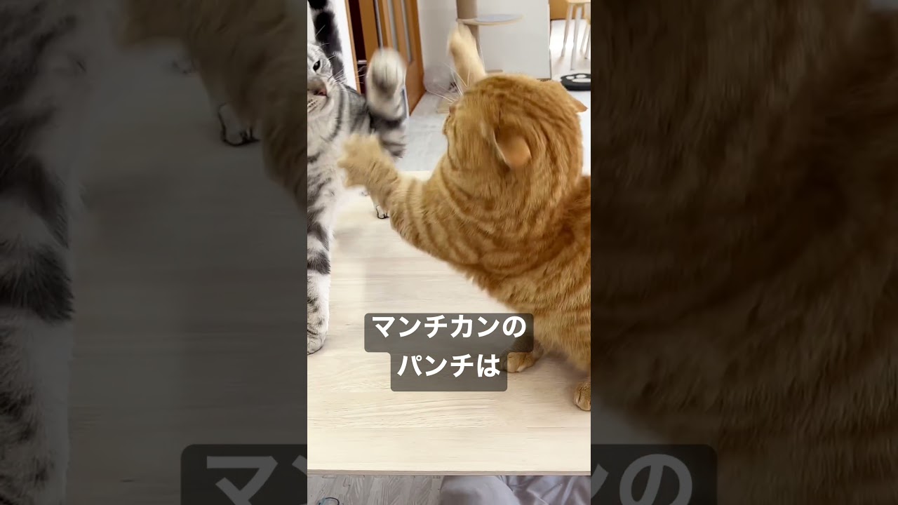 マンチカンのパンチは決して当たらないPART Ⅴ〜代わりに妻が当ててくれた〜 #shorts