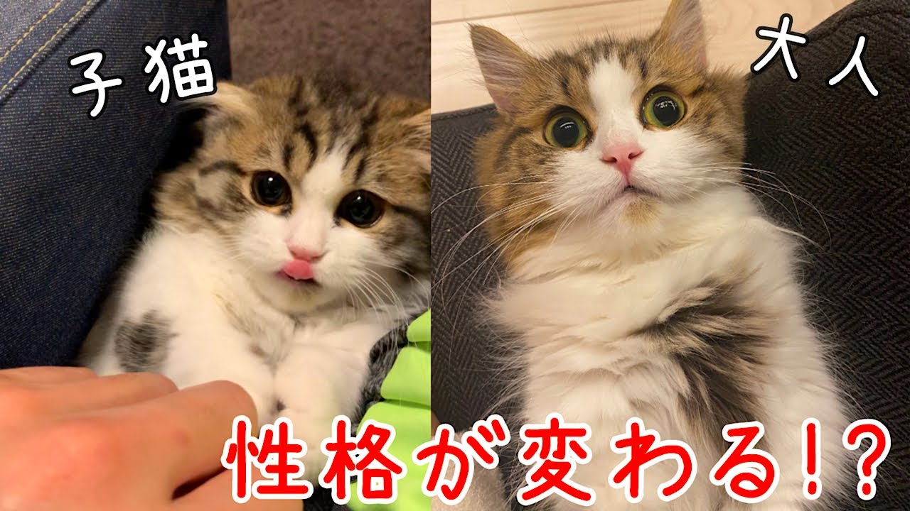 子猫から大人になると性格が激変！モフ猫の性格変化を紹介します