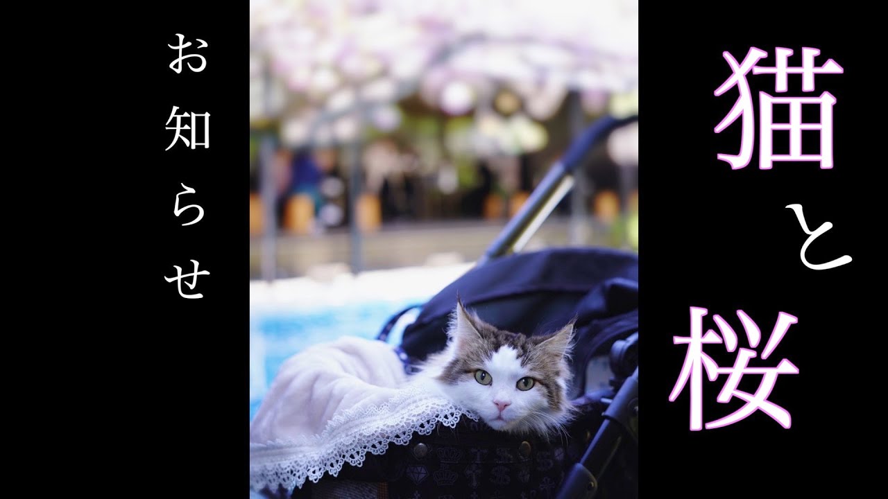 【お知らせがあります】猫と桜　ノルウェージャンフォレストキャット5匹との暮らし