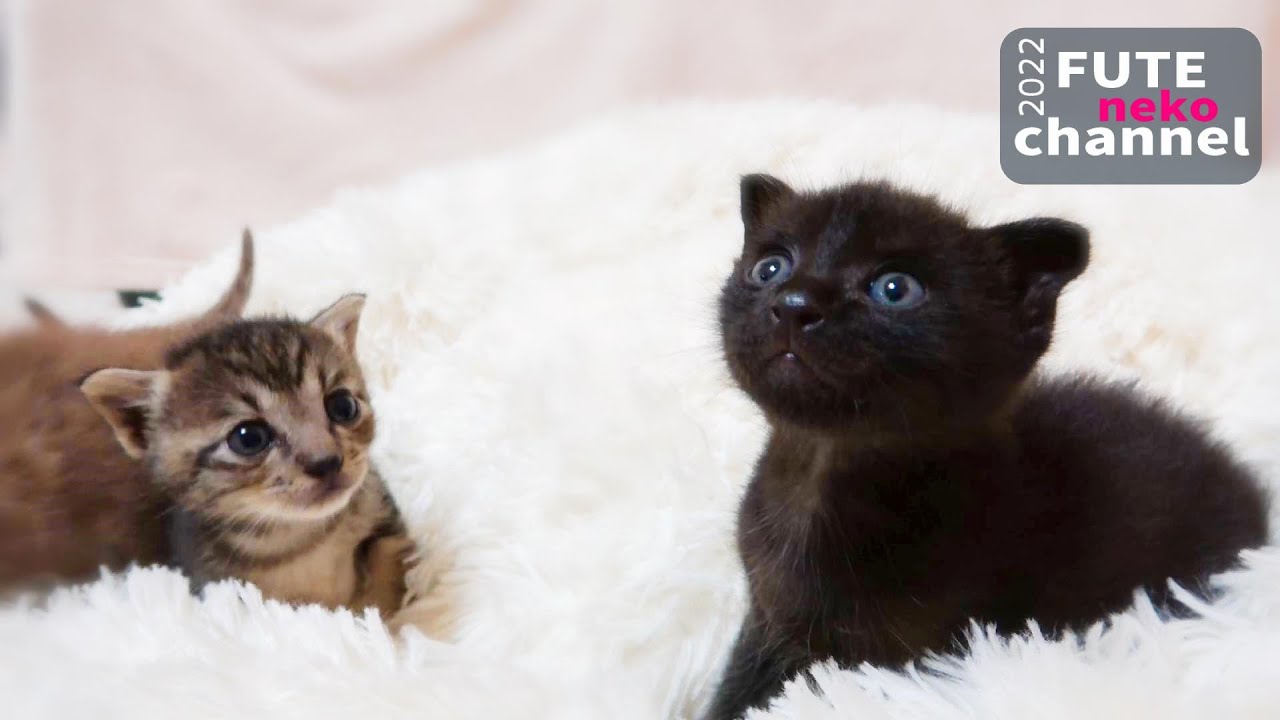 テンションが上がってしっぽピンピンで歩き回る子猫【保護子猫】