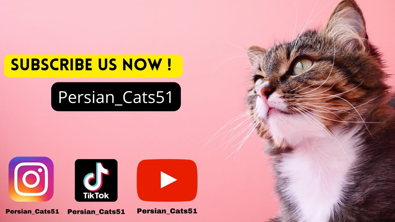 Persian Cat Lovers 🥰  | White and Brown Cats  | So Cute | Cats lovers - Cat life  @Persain_Cat51