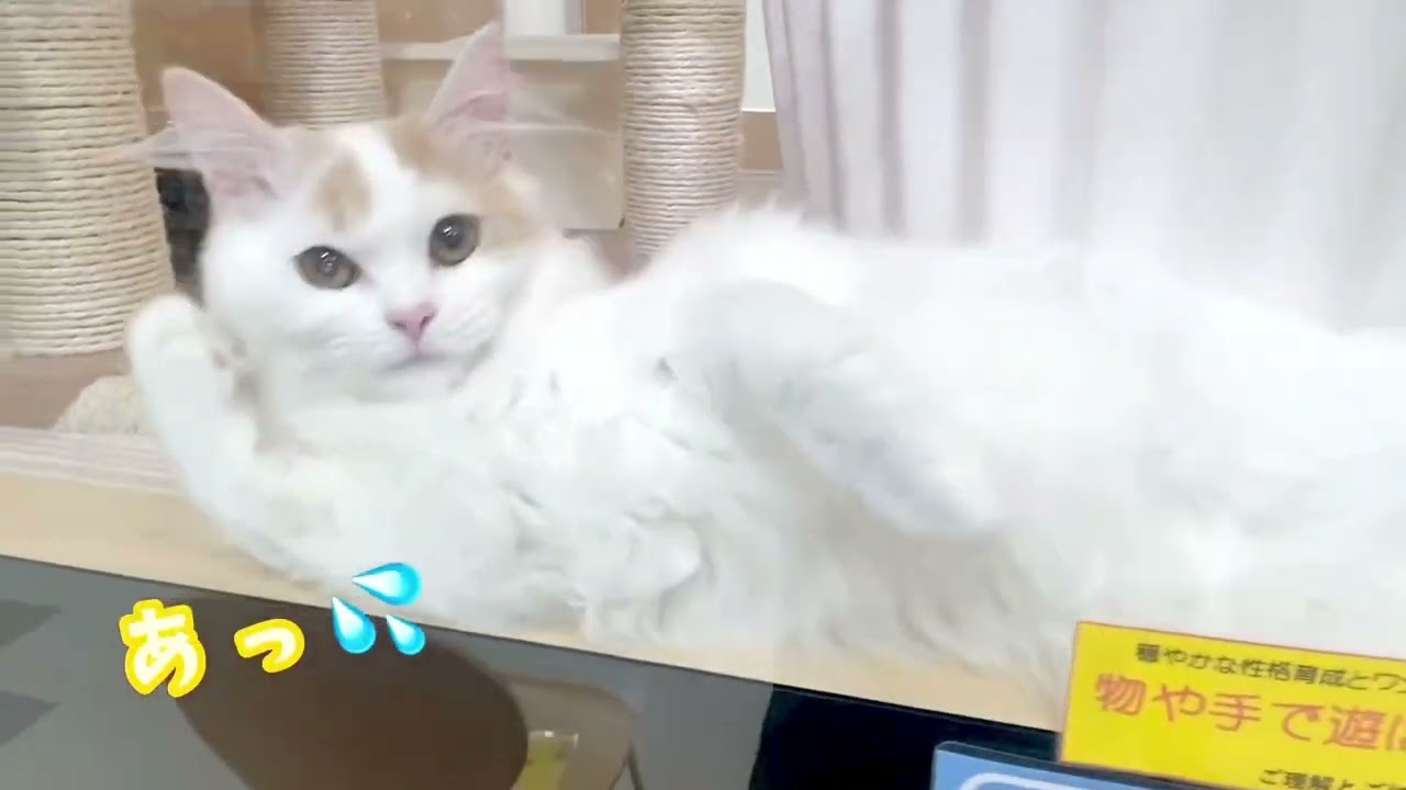 【ラガマフィン】一緒にいたいっ