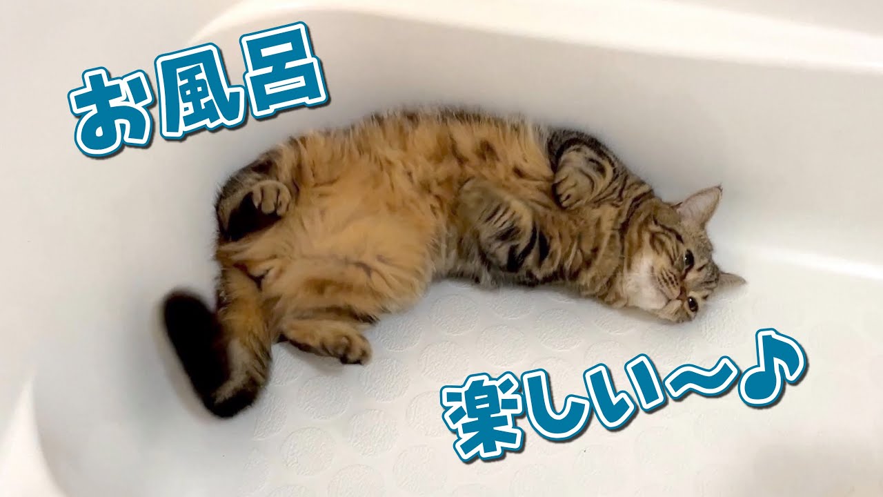 お風呂の扉を開けると走ってきて遊び始める猫に困ってます…