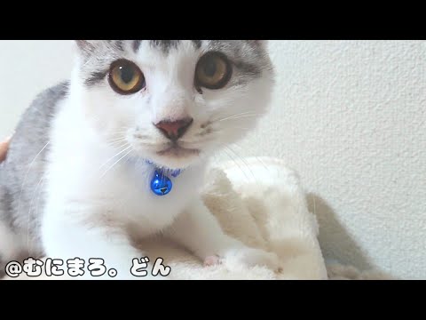 かわいい子猫は主に甘えるよりもこれがやりたかったようです。