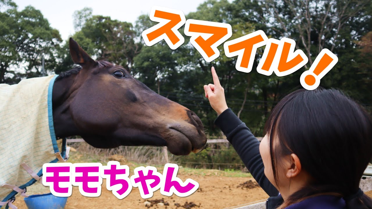 笑ってもっとモモちゃん/おやつで馬に芸を教える