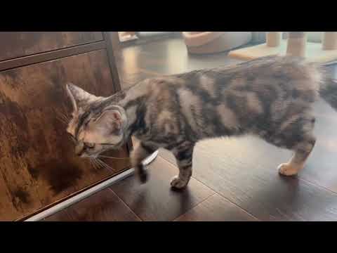 ペットショップCoo&RIKU　573605　アメリカンショートヘアー