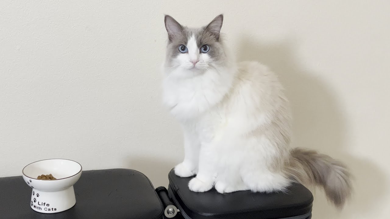 ごはん大好きラグドール猫の食欲がゼロになってしまいました。