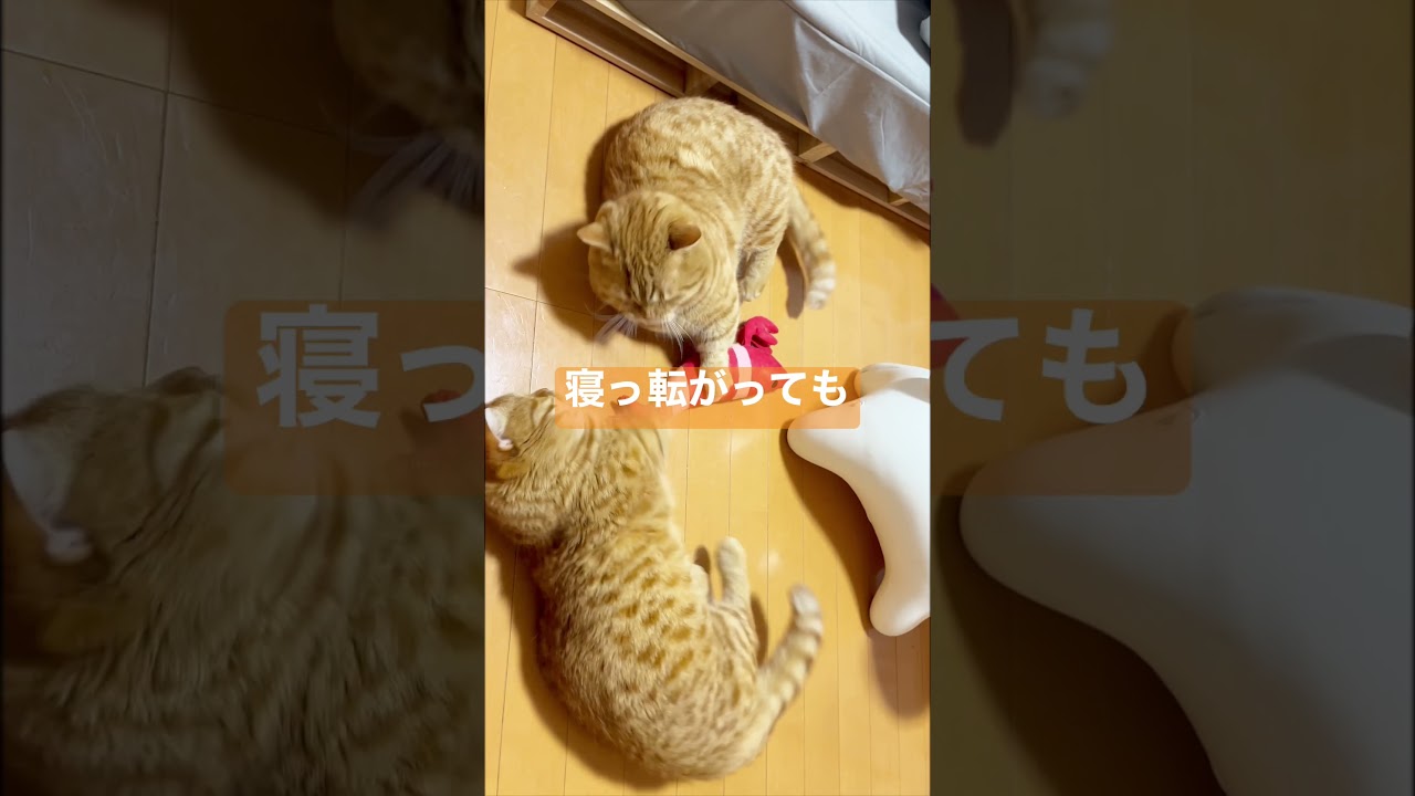 マンチカンのパンチは寝っ転がっても決して当たらない #shorts