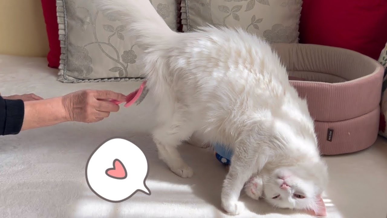 【起きたよ】ターキッシュアンゴラのムーが目覚めたので、ばあばがブラシしてあげたよwww