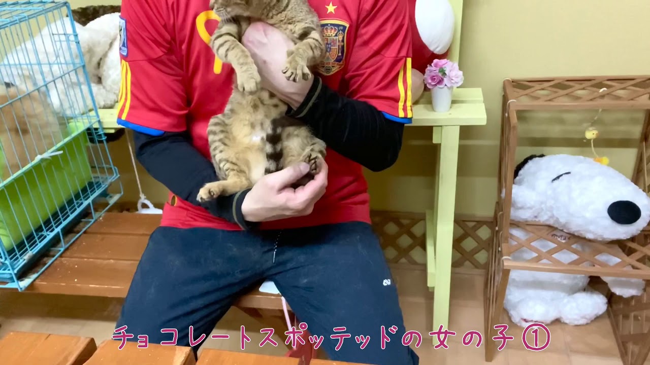 【ナナハチ’s ROOM】オシキャット姉妹　20200710